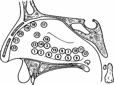 Pancreas inelar